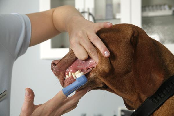 Zähne putzen beim Hund